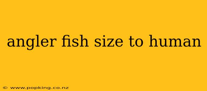 angler fish size to human