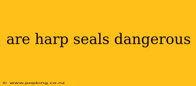 are harp seals dangerous