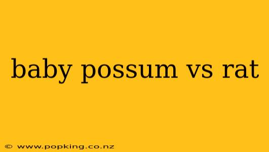 baby possum vs rat