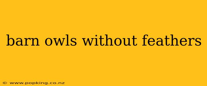 barn owls without feathers