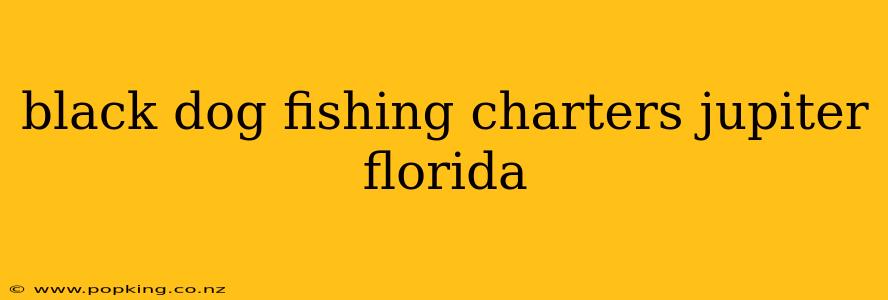 black dog fishing charters jupiter florida