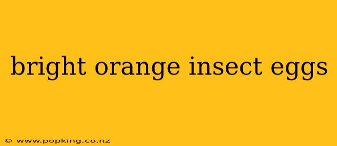 bright orange insect eggs