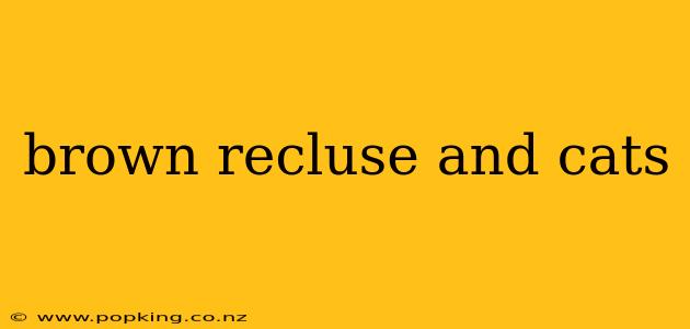 brown recluse and cats