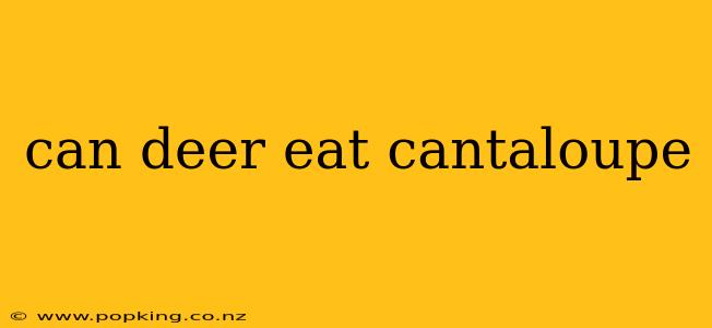 can deer eat cantaloupe