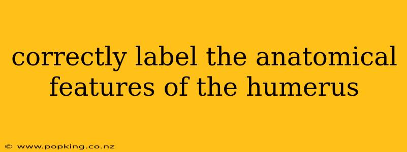 correctly label the anatomical features of the humerus