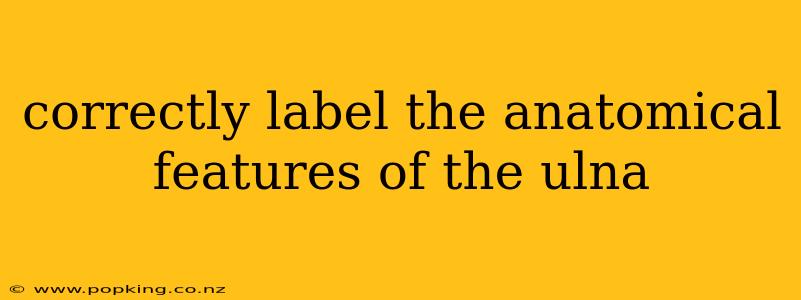 correctly label the anatomical features of the ulna