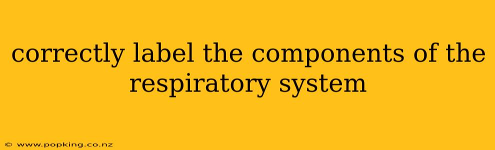 correctly label the components of the respiratory system