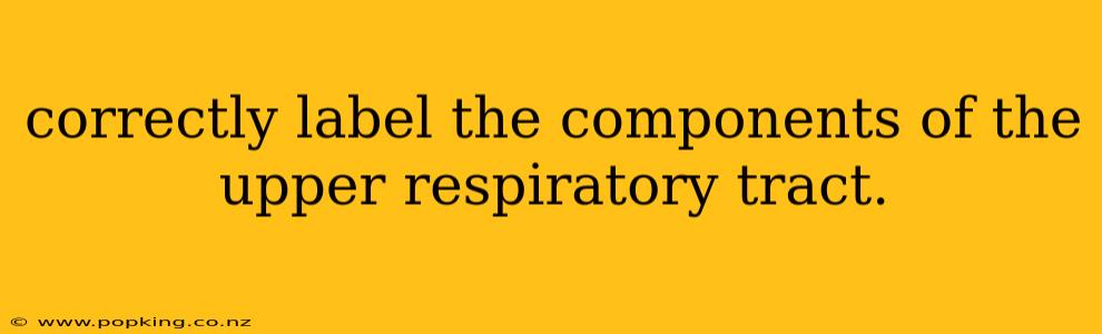 correctly label the components of the upper respiratory tract.