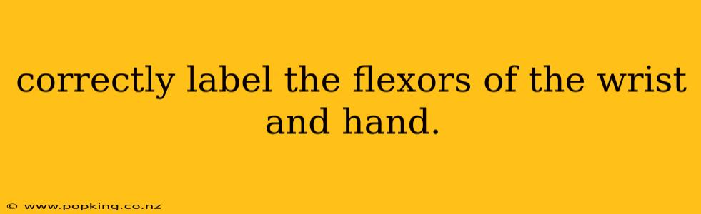 correctly label the flexors of the wrist and hand.