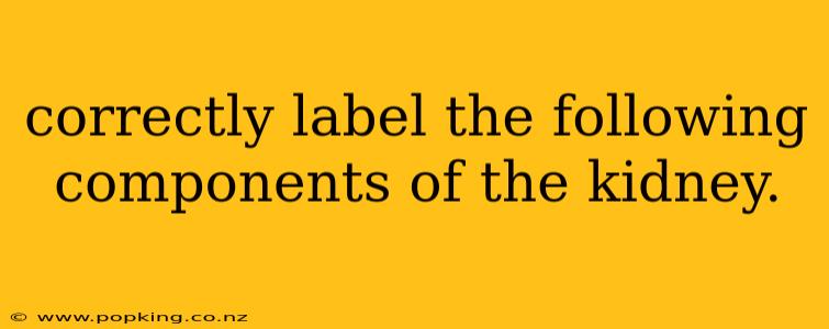 correctly label the following components of the kidney.