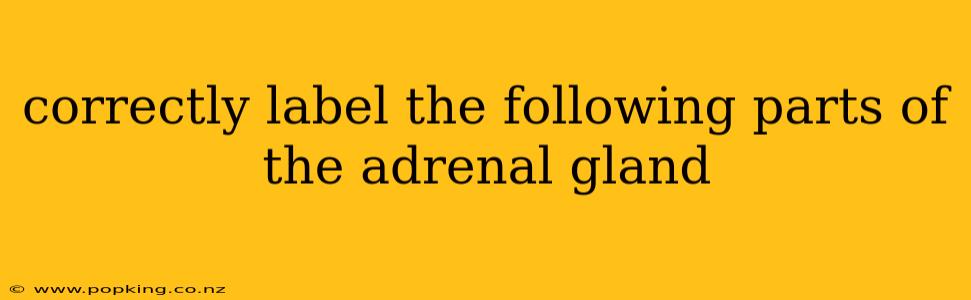 correctly label the following parts of the adrenal gland