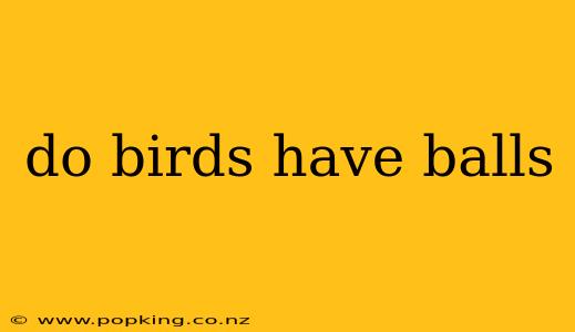 do birds have balls