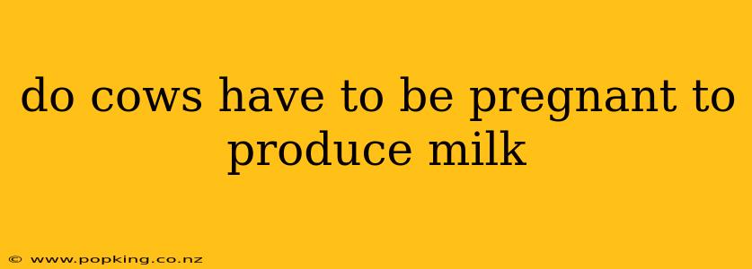 do cows have to be pregnant to produce milk