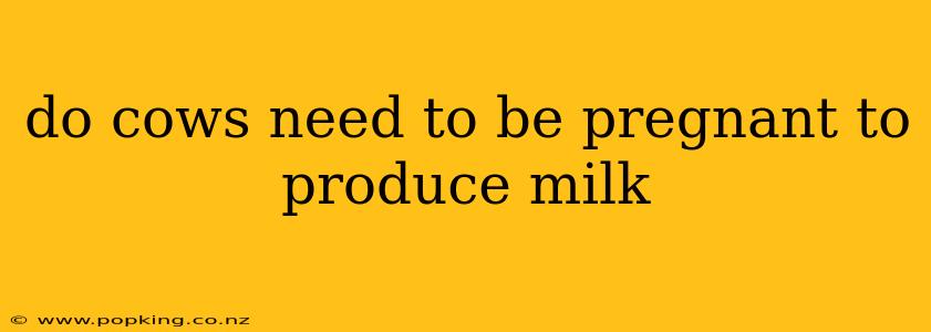 do cows need to be pregnant to produce milk