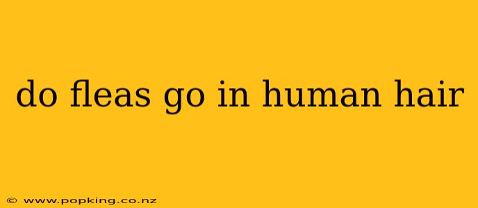 do fleas go in human hair