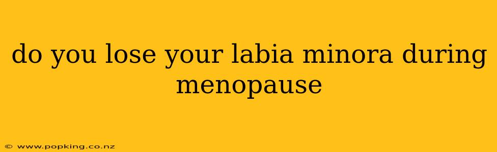 do you lose your labia minora during menopause