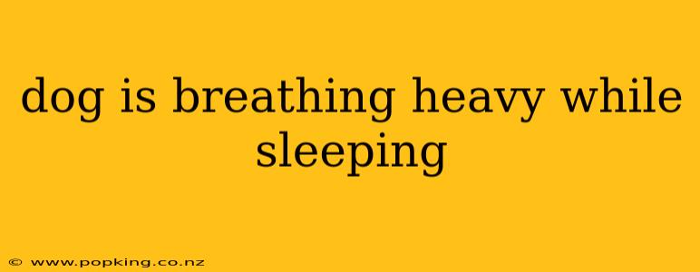 dog is breathing heavy while sleeping