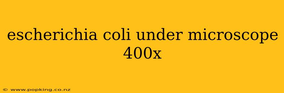 escherichia coli under microscope 400x