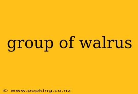 group of walrus