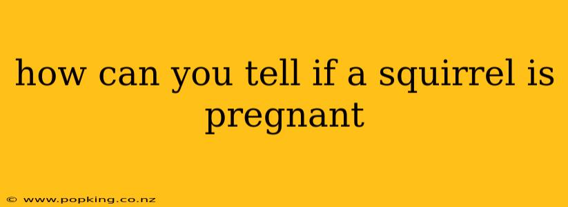 how can you tell if a squirrel is pregnant