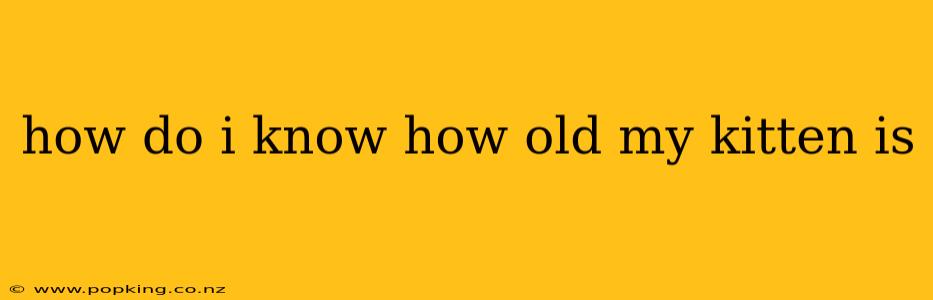 how do i know how old my kitten is