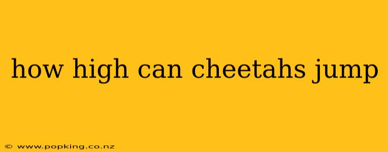 how high can cheetahs jump