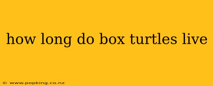 how long do box turtles live