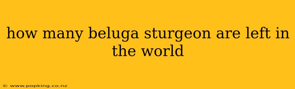 how many beluga sturgeon are left in the world