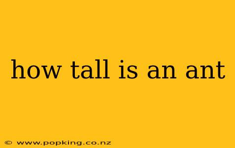 how tall is an ant