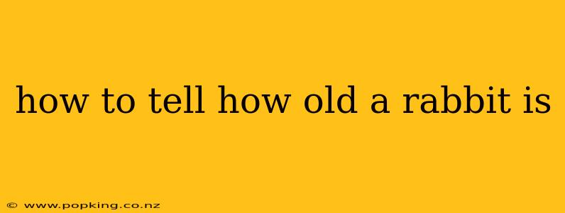 how to tell how old a rabbit is