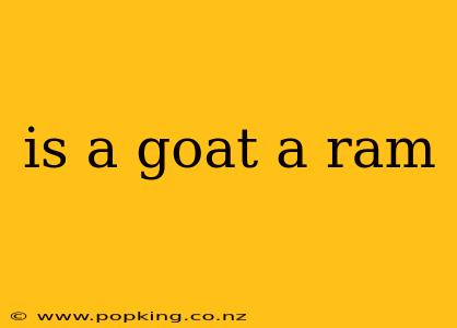 is a goat a ram
