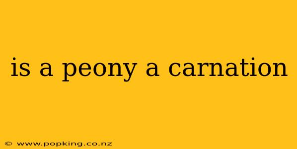 is a peony a carnation