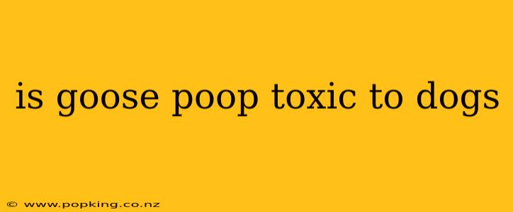 is goose poop toxic to dogs