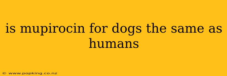 is mupirocin for dogs the same as humans