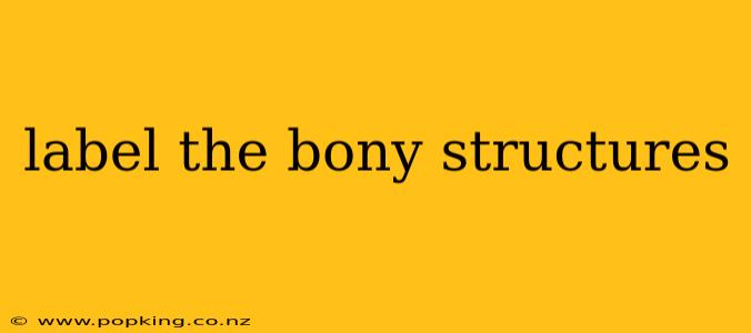 label the bony structures