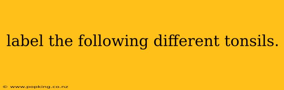 label the following different tonsils.