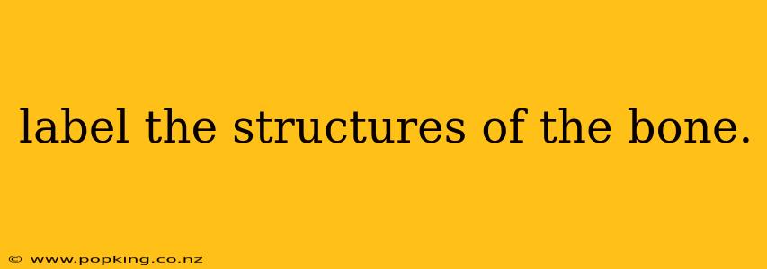 label the structures of the bone.