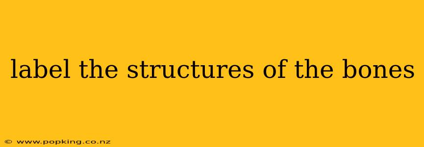 label the structures of the bones