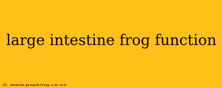large intestine frog function