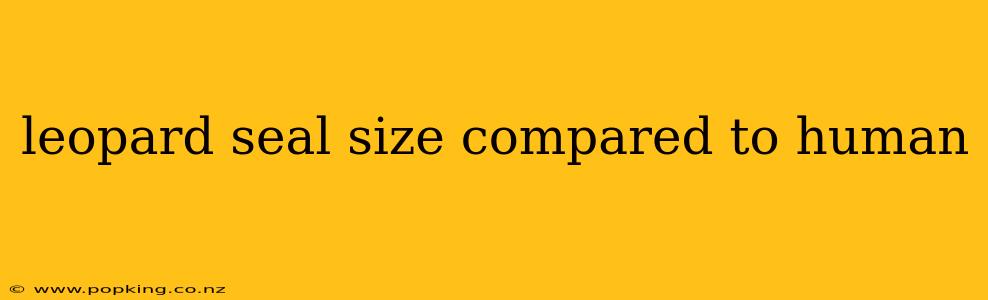 leopard seal size compared to human