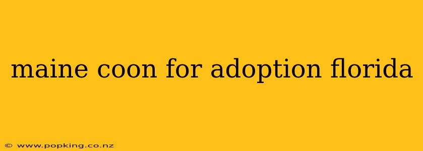 maine coon for adoption florida