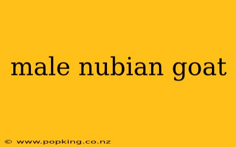 male nubian goat