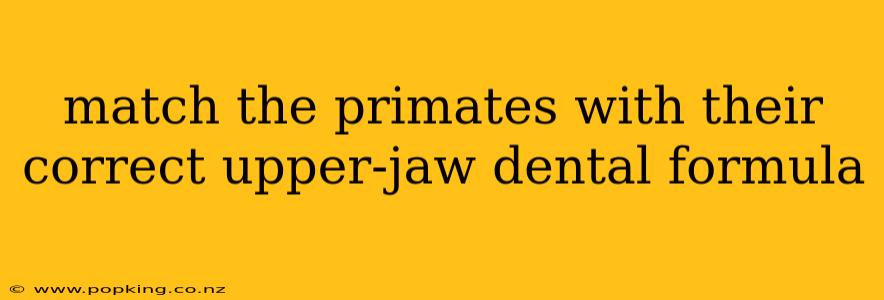 match the primates with their correct upper-jaw dental formula