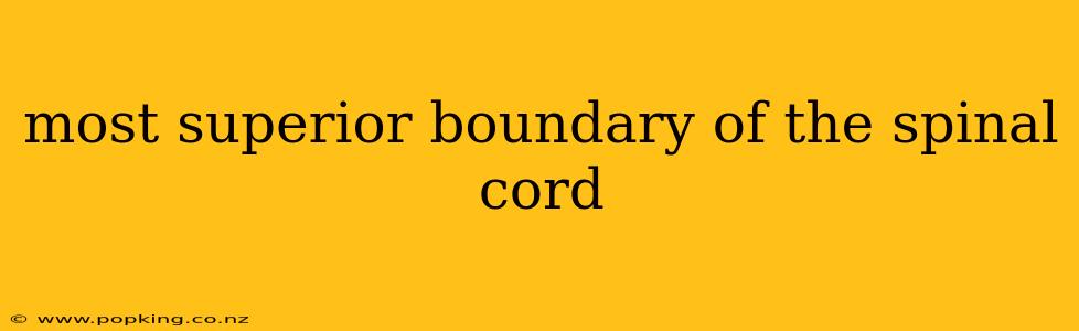 most superior boundary of the spinal cord