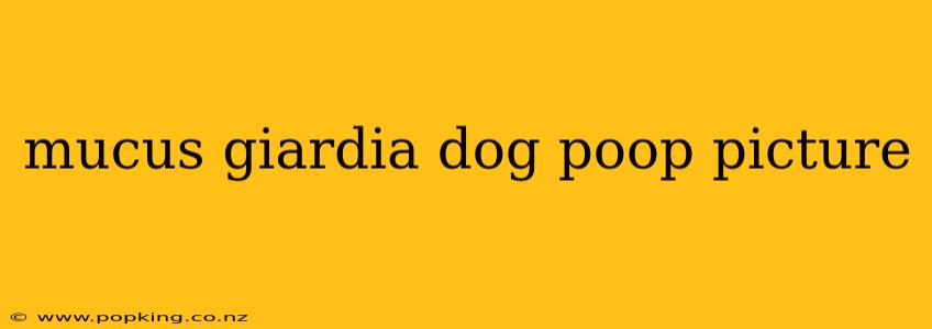mucus giardia dog poop picture