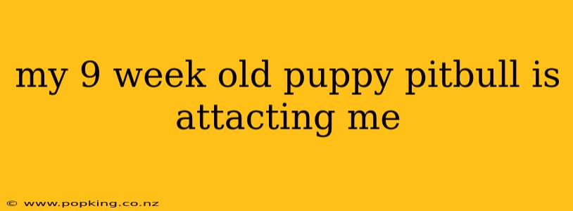 my 9 week old puppy pitbull is attacting me