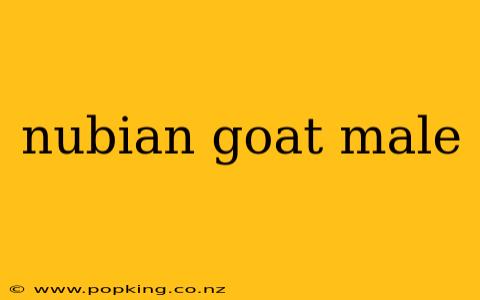 nubian goat male