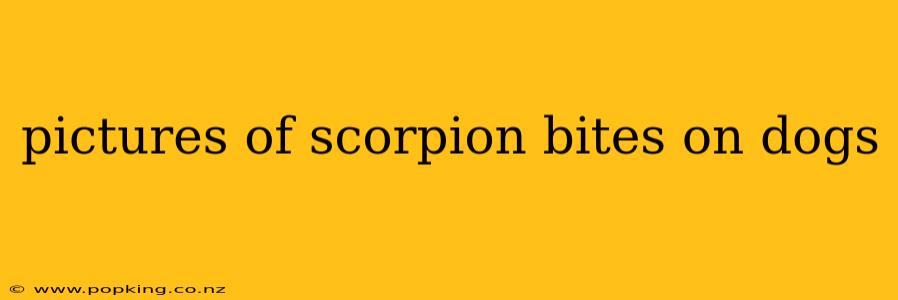 pictures of scorpion bites on dogs