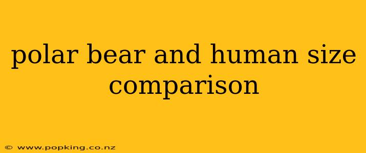 polar bear and human size comparison