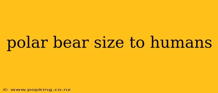 polar bear size to humans